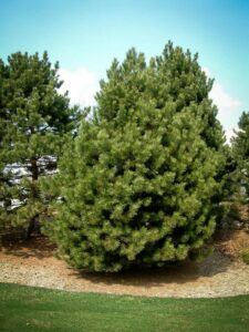 Сосна Чёрная (Pinus Nigra) купить по цене от 270.00р. в интернет-магазине «Посадика» с доставкой почтой в в Городеце и по всей России – [изображение №1].