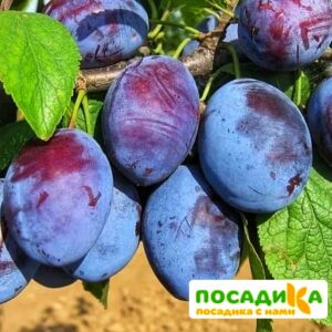 Слива Чачакская ранняя купить по цене от 229.00р. в интернет-магазине «Посадика» с доставкой почтой в в Городеце и по всей России – [изображение №1].