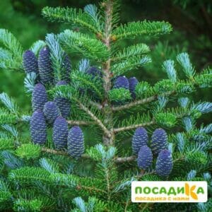 Пихта корейская (Abies koreana) купить по цене от 450.00р. в интернет-магазине «Посадика» с доставкой почтой в в Городеце и по всей России – [изображение №1].