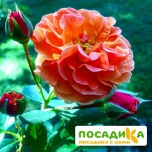 Роза Арабия купить по цене от 350.00р. в интернет-магазине «Посадика» с доставкой почтой в в Городеце и по всей России – [изображение №1].