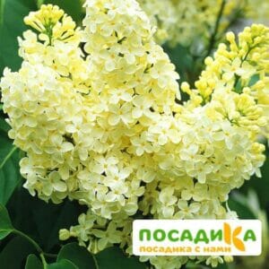 Сирень Примроуз (Primrose) купить по цене от 529.00р. в интернет-магазине «Посадика» с доставкой почтой в в Городеце и по всей России – [изображение №1].