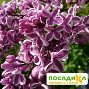 Сирень Сенсация купить по цене от 529.00р. в интернет-магазине «Посадика» с доставкой почтой в в Городеце и по всей России – [изображение №1].