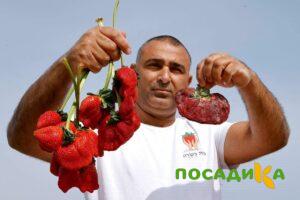 Клубника Гигант Джорнея купить по цене от 266р. в интернет-магазине «Посадика» с доставкой почтой в в Городеце и по всей России – [изображение №1].