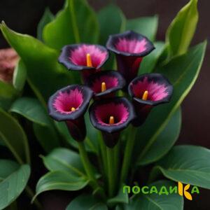 Калла Аура Лейс купить по цене от 400р. в интернет-магазине «Посадика» с доставкой почтой в в Городеце и по всей России – [изображение №1].