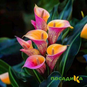 Калла Оникс купить по цене от 450р. в интернет-магазине «Посадика» с доставкой почтой в в Городеце и по всей России – [изображение №1].