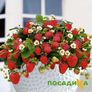Клубника Рубиновый Шепот (горшечная) купить по цене от 240р. в интернет-магазине «Посадика» с доставкой почтой в в Городеце и по всей России – [изображение №1].