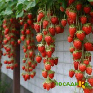 Клубника вьющаяся Комплимент купить по цене от 470р. в интернет-магазине «Посадика» с доставкой почтой в в Городеце и по всей России – [изображение №1].