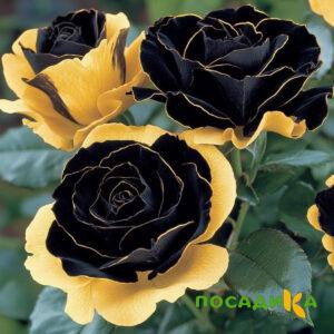 Роза Ханни Сикл купить по цене от 700р. в интернет-магазине «Посадика» с доставкой почтой в в Городеце и по всей России – [изображение №1].