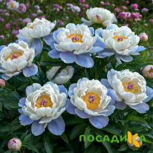 Пион акварельный Этюд купить по цене от 806р. в интернет-магазине «Посадика» с доставкой почтой в в Городеце и по всей России – [изображение №1].