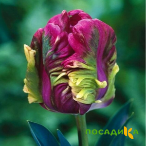 Тюльпан Экзотик Хэвен купить по цене от 186р. в интернет-магазине «Посадика» с доставкой почтой в в Городеце и по всей России – [изображение №1].
