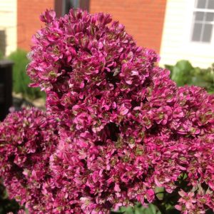 Флокс Филингс купить по цене от 329р. в интернет-магазине «Посадика» с доставкой почтой в в Городеце и по всей России – [изображение №1].