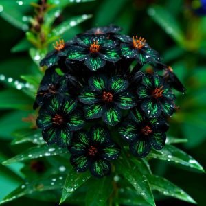 Флокс Ривьера купить по цене от 299р. в интернет-магазине «Посадика» с доставкой почтой в в Городеце и по всей России – [изображение №1].