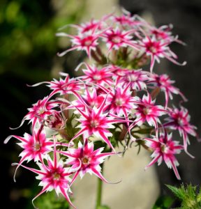 Флокс Метельчатый Путь купить по цене от 456р. в интернет-магазине «Посадика» с доставкой почтой в в Городеце и по всей России – [изображение №1].