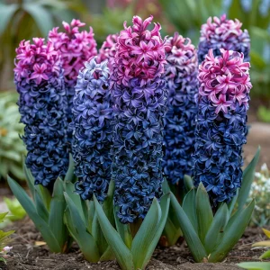 Гиацинт Блю Спринг купить по цене от 2099р. в интернет-магазине «Посадика» с доставкой почтой в в Городеце и по всей России – [изображение №1].