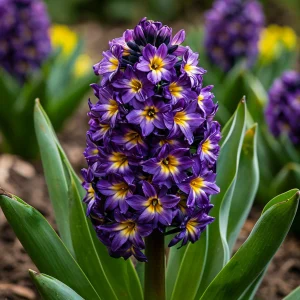 Гиацинт Вельвет Колор купить по цене от 2099р. в интернет-магазине «Посадика» с доставкой почтой в в Городеце и по всей России – [изображение №1].