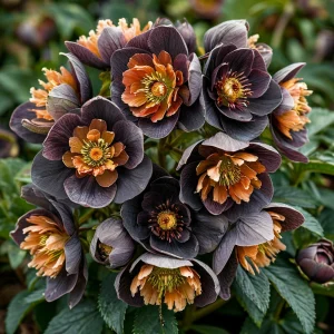 Морозник Блум Айс купить по цене от 499р. в интернет-магазине «Посадика» с доставкой почтой в в Городеце и по всей России – [изображение №1].