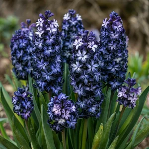 Гиацинт Блум Клауд купить по цене от 2099р. в интернет-магазине «Посадика» с доставкой почтой в в Городеце и по всей России – [изображение №1].