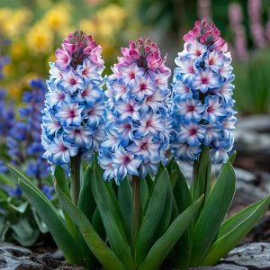 Гиацинт Пинк Мари купить по цене от 2099р. в интернет-магазине «Посадика» с доставкой почтой в в Городеце и по всей России – [изображение №1].