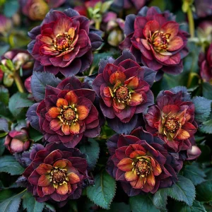 Морозник Сноу Дроп купить по цене от 348р. в интернет-магазине «Посадика» с доставкой почтой в в Городеце и по всей России – [изображение №1].