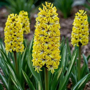 Гиацинт Сансет Голд купить по цене от 2099р. в интернет-магазине «Посадика» с доставкой почтой в в Городеце и по всей России – [изображение №1].