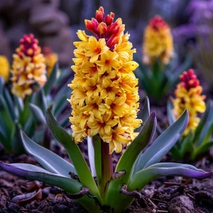 Гиацинт Миднайт Мистери купить по цене от 2099р. в интернет-магазине «Посадика» с доставкой почтой в в Городеце и по всей России – [изображение №1].