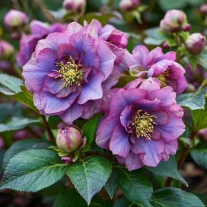 Морозник Айс Принцесс Чарм купить по цене от 650р. в интернет-магазине «Посадика» с доставкой почтой в в Городеце и по всей России – [изображение №1].