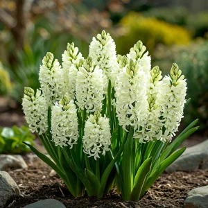 Гиацинт Дрим Трейл купить по цене от 2099р. в интернет-магазине «Посадика» с доставкой почтой в в Городеце и по всей России – [изображение №1].