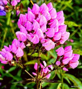 Флокс Бутоник купить по цене от 461р. в интернет-магазине «Посадика» с доставкой почтой в в Городеце и по всей России – [изображение №1].