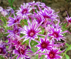 Флокс Звездное Кружево купить по цене от 361р. в интернет-магазине «Посадика» с доставкой почтой в в Городеце и по всей России – [изображение №1].