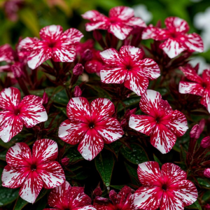 Флокс Ливер Гриммер купить по цене от 590р. в интернет-магазине «Посадика» с доставкой почтой в в Городеце и по всей России – [изображение №1].