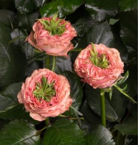 Роза Амбер Инчант купить по цене от 495р. в интернет-магазине «Посадика» с доставкой почтой в в Городеце и по всей России – [изображение №1].