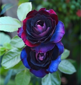 Роза Скарлет Рэвери купить по цене от 489р. в интернет-магазине «Посадика» с доставкой почтой в в Городеце и по всей России – [изображение №1].