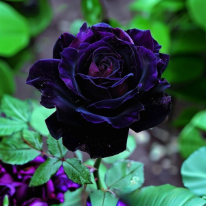 Роза Блэк Пантер купить по цене от 319р. в интернет-магазине «Посадика» с доставкой почтой в в Городеце и по всей России – [изображение №1].