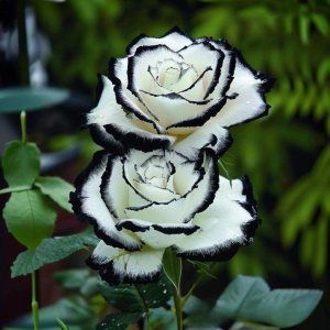 Роза Силк Ивин купить по цене от 319р. в интернет-магазине «Посадика» с доставкой почтой в в Городеце и по всей России – [изображение №1].