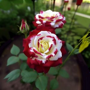 Роза Роял Глом купить по цене от 401р. в интернет-магазине «Посадика» с доставкой почтой в в Городеце и по всей России – [изображение №1].