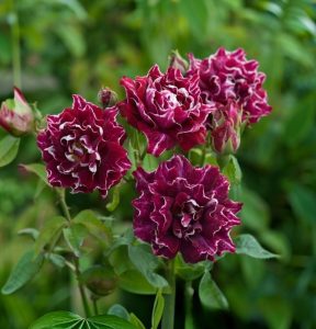 Роза Опаловый Пейзаж купить по цене от 490р. в интернет-магазине «Посадика» с доставкой почтой в в Городеце и по всей России – [изображение №1].