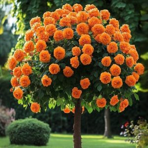 Роза Солнечный Шарм купить по цене от 349р. в интернет-магазине «Посадика» с доставкой почтой в в Городеце и по всей России – [изображение №1].