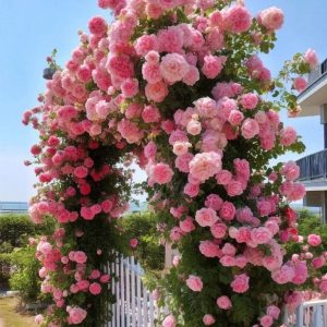 Роза Пастель Розе купить по цене от 605р. в интернет-магазине «Посадика» с доставкой почтой в в Городеце и по всей России – [изображение №1].