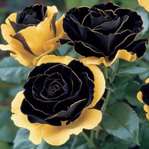 Роза Ханни Сикл купить по цене от 700р. в интернет-магазине «Посадика» с доставкой почтой в в Городеце и по всей России – [изображение №1].