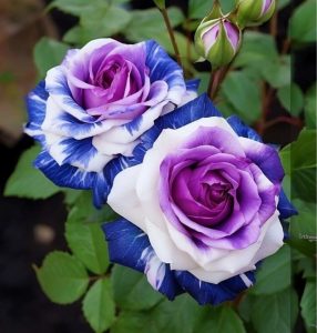 Роза Айвори Каскад купить по цене от 420р. в интернет-магазине «Посадика» с доставкой почтой в в Городеце и по всей России – [изображение №1].