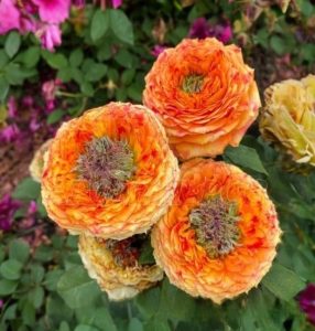 Роза Золотой Мираж купить по цене от 420р. в интернет-магазине «Посадика» с доставкой почтой в в Городеце и по всей России – [изображение №1].