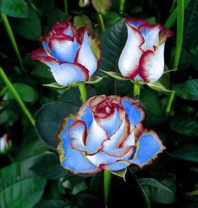 Роза Сафайер Пэтл купить по цене от 450р. в интернет-магазине «Посадика» с доставкой почтой в в Городеце и по всей России – [изображение №1].