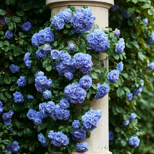 Роза плетистая Блю Перпл купить по цене от 540р. в интернет-магазине «Посадика» с доставкой почтой в в Городеце и по всей России – [изображение №1].